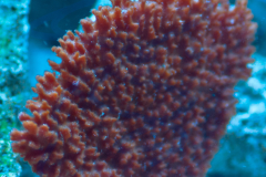 coral-rojo