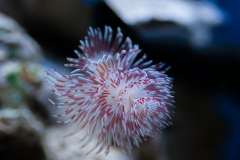 coral
